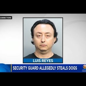 Aventura Hotel Security Guard Accused Of Stealing Dogs