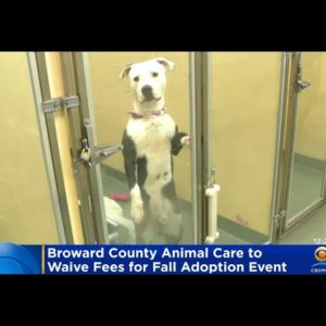 Broward County Animal Care To Waive Adoption Fees This Weekend