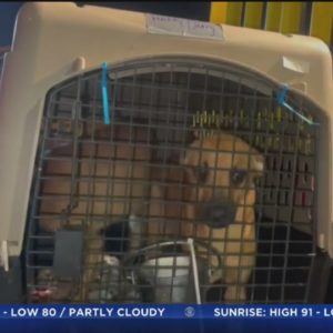 Dogs rescued in Puerto Rico flown to Miami