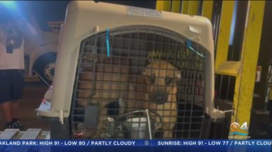 Dogs rescued in Puerto Rico flown to Miami