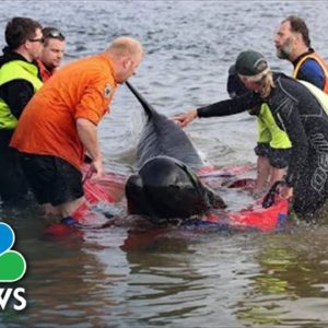 Rescuers In Race Against Time To Save Stranded Pilot Whales In Tasmania