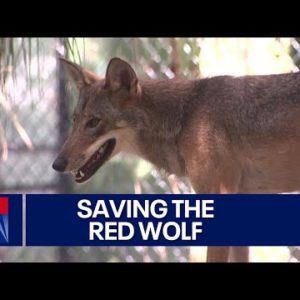 Florida zoo keeping red wolf species from extinction