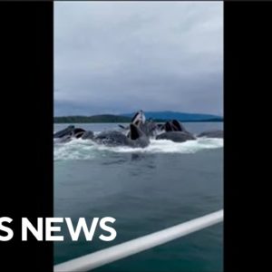Humpbacks give boaters show of a lifetime