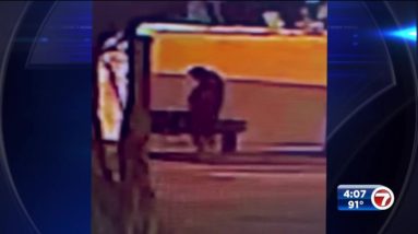 Police searching for subject who allegedly sexually assaulted woman on bus bench near Brickell