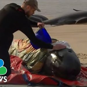 Rescuers Race To Save Around 230 Whales Stranded On Tasmanian Beach
