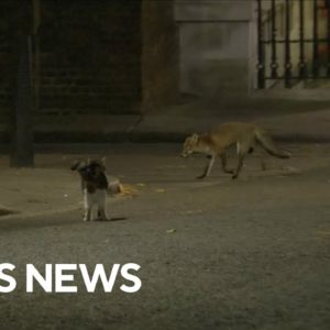U.K. government's chief mouse hunter, Larry the Cat, faces off with a fox outside 10 Downing St.