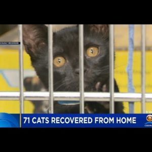 71 Cats Rescued From Dania Beach Home