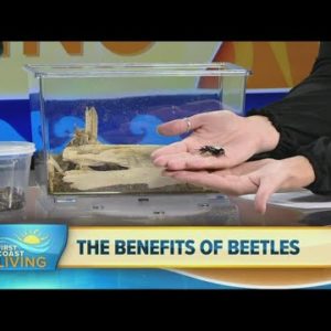 Beetles you may want to keep in your yard