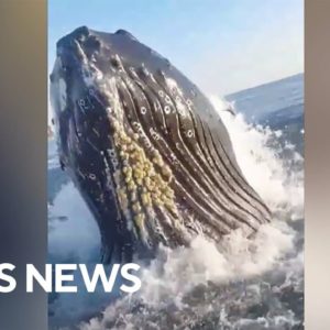 Breaching whale surprises New Jersey fishermen