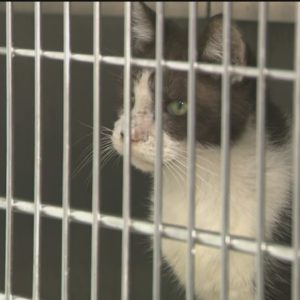 Cats rescued from Broward County home