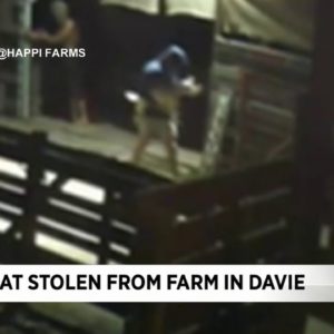 Caught on Camera: 2 men steal goat from Davie farm