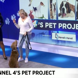 Channel 4's Pet Project: Meet Gerald