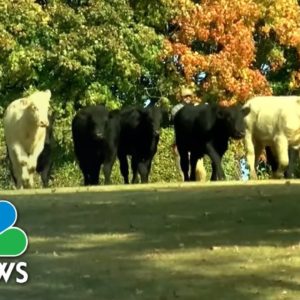 Cows Corralled After Escaping Semi-Truck Crash In Kentucky