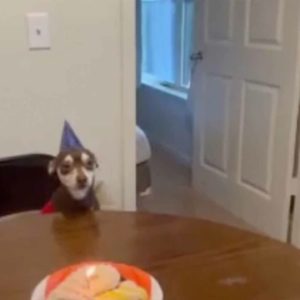 Dog celebrates birthday for first time with forever family