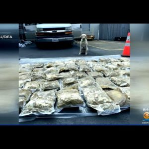 Enough Fentanyl To Kill 132,000 People Seized In Federal Drug Bust