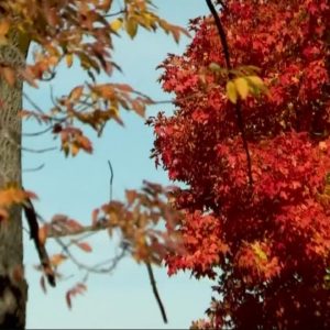 Experts say maybe you should leave the fall leaves in your lawn