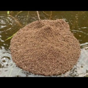 Flood waters spark warning of fire ants