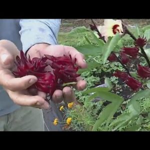 Get to know the Florida cranberry