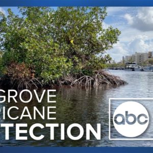 How mangroves could be key to future hurricane resiliency
