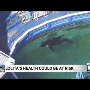 Lolita's health could be at risk