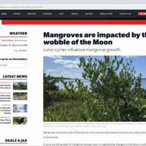 Mangroves love or hate the moon.mov