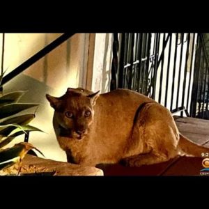 Mountain Lion Greets Los Angeles Family At Their Front Door
