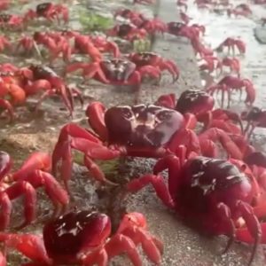 Millions of red crabs on Australia's Christmas Island begin annual migration