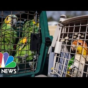 Parrots Rescued From Pine Island Sanctuary After Hurricane Ian Devastation