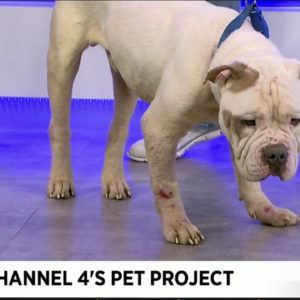 Pet Project: Meet Squish