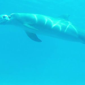 USDA report details alleged animal abuse involving Miami Seaquarium’s dolphins