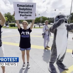 Protestors gather outside Miami Seaquarium demanding action