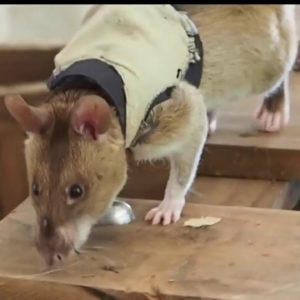 Rats trained to rescue disaster victims. Yes, rats