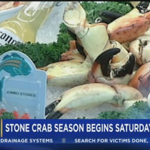 Stone crab season begins this week