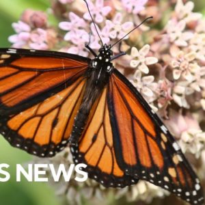 Students work to save endangered monarch butterflies by planting gardens
