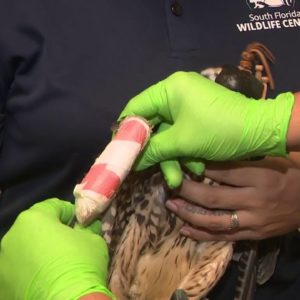 Wildlife center helps animals injured during Hurricane Ian