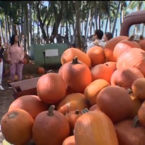 Experience a glimpse of fall in South Florida at The Berry Farms and Tinez Farms
