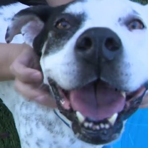 'Adopt don't shop': Humane Society dogs needs forever homes