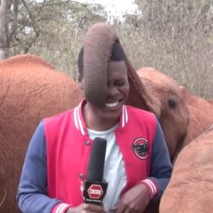 Baby elephant interrupts reporter on camera