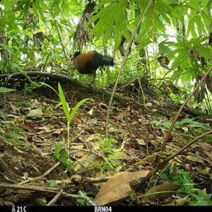 Bird not seen for 140 years captured on camera