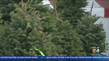 Christmas trees will be more expensive this year
