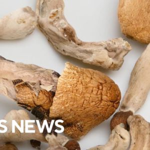 Colorado set to vote on decriminalization of psychedelic mushrooms