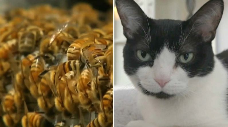 Dave O: Communicating with cats and honeybees life span