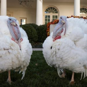 Watch Live: Biden pardons Thanksgiving turkeys during White House ceremony | CBS News