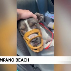 Investigation underway after dog shot, injured in Pompano Beach