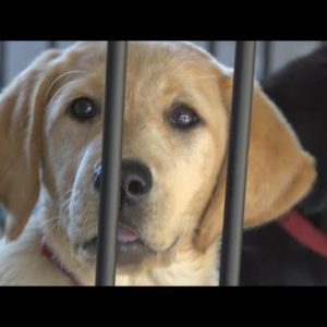 K9s for Warriors Puppy Cam! 🐕‍🦺