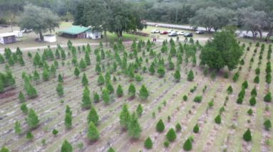 Local farmers work to keep Christmas trees affordable