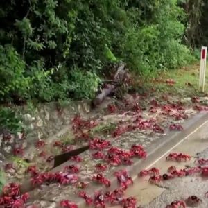Millions of red crabs move from forest to water