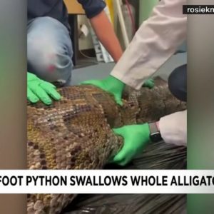 Nearly intact gator found inside python captured in Everglades