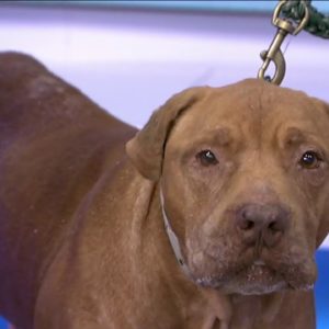 Pet Project: Give Bean a home for the holidays