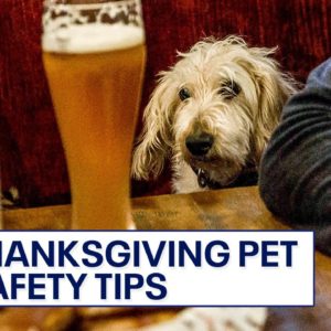 Thanksgiving tips for pet owners: Which foods can they eat?
